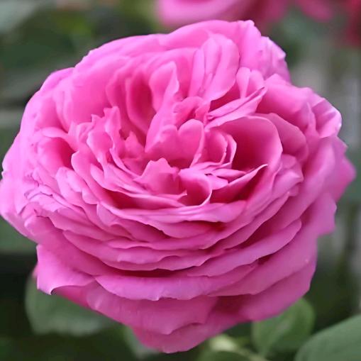 花开富贵～
