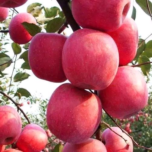 踏实能干的男人