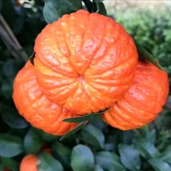 鸿煊花卉旗舰店