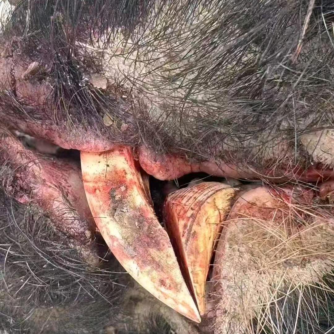 洪雅德国猎梗🇩🇪🇨🇳凉山犬