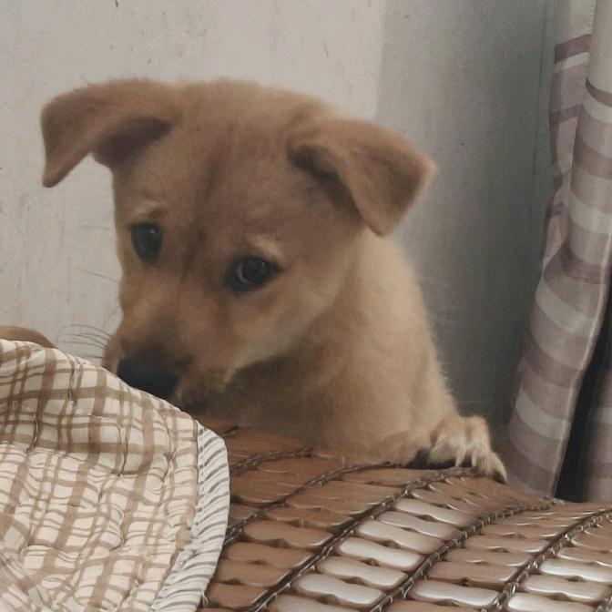 家有缺心眼的狗🐶