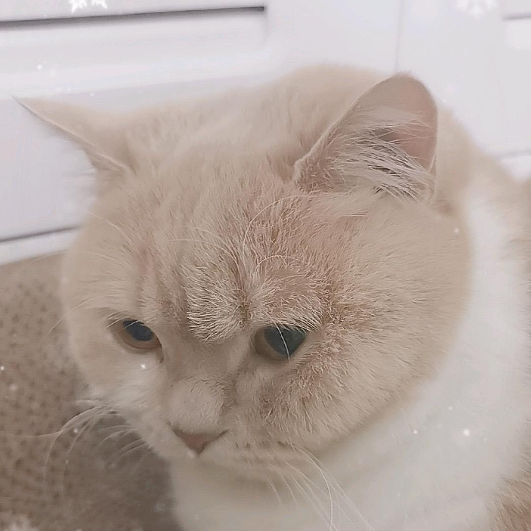 一半糊涂，一半荒唐