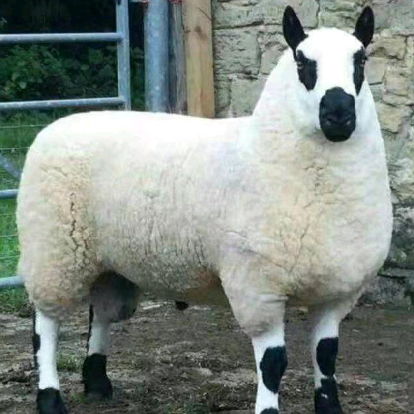 ꧁꫞穷里只剩羊꫞꧂