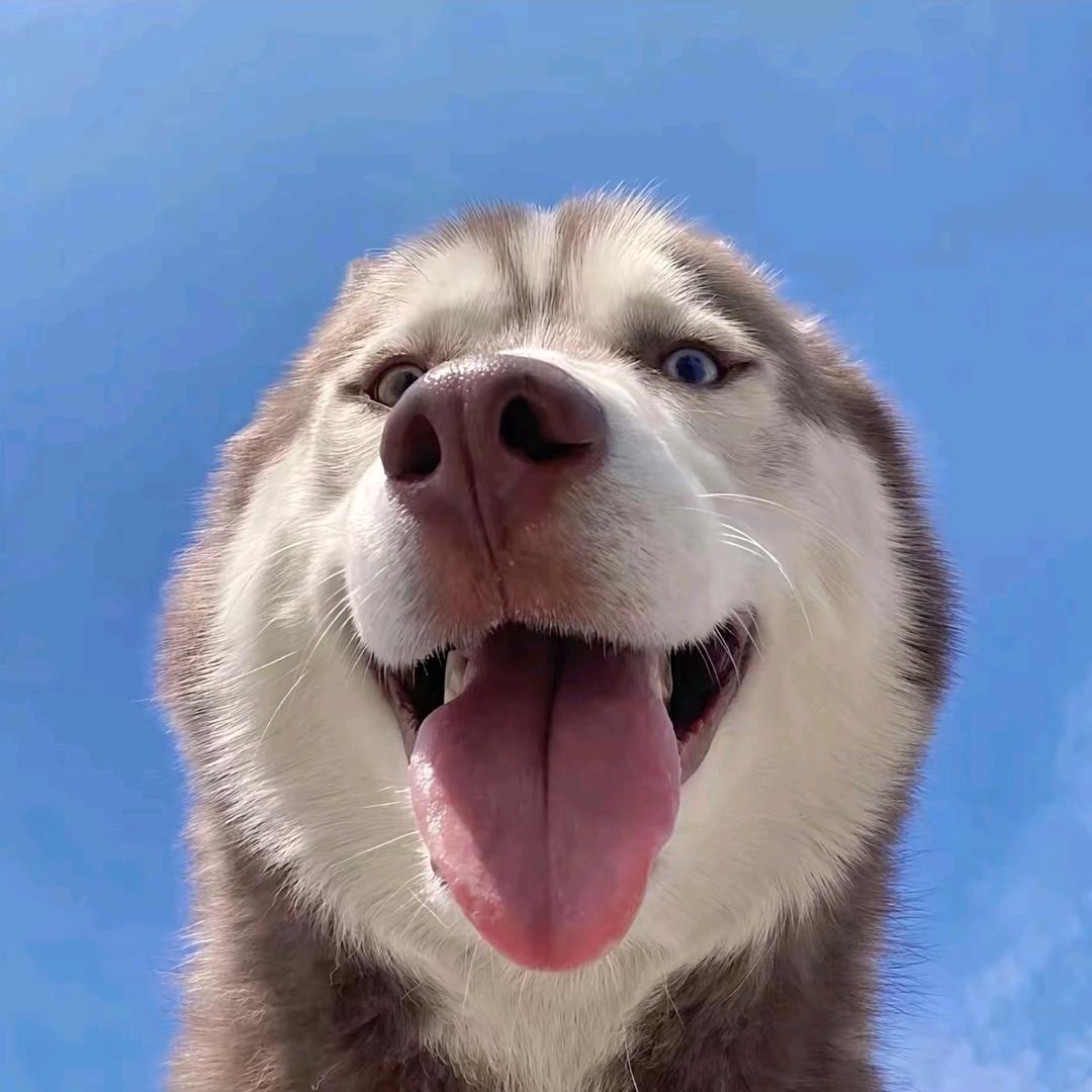 悲伤的荷包蛋🍳.