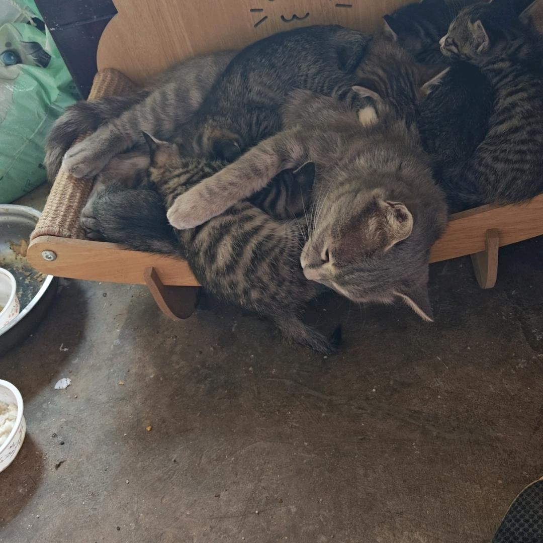 独行者
