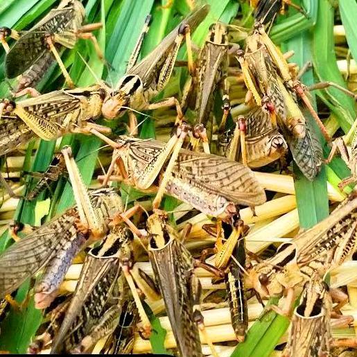 河南蚂蚱养殖基地