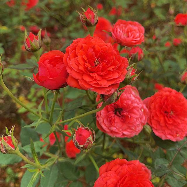 ღ᭄好運ꫛ加滿💞