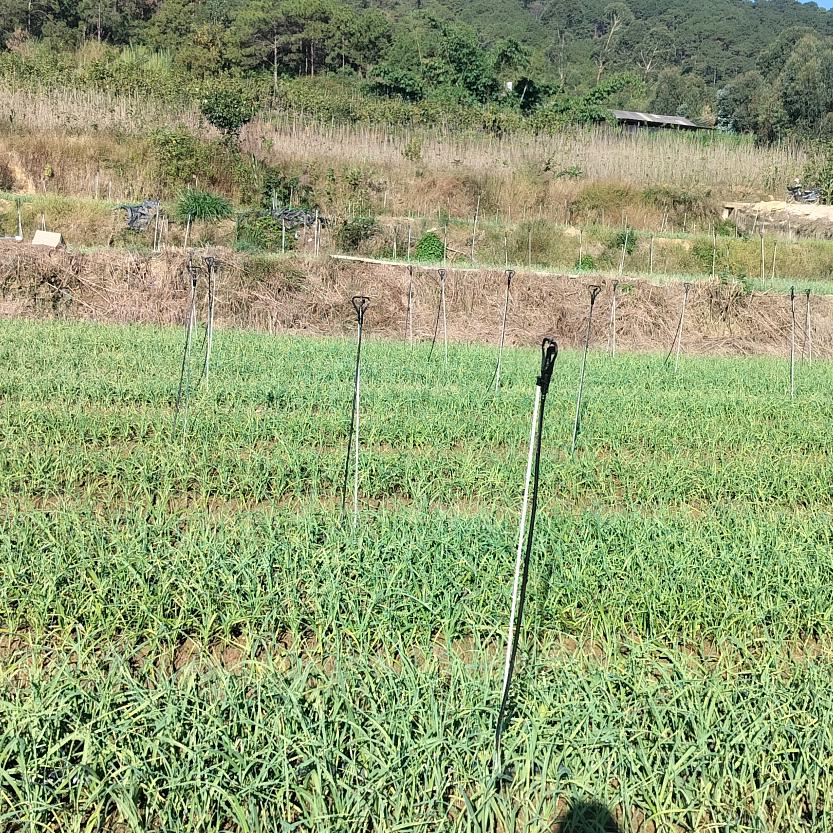 专业做滴灌小黑哥