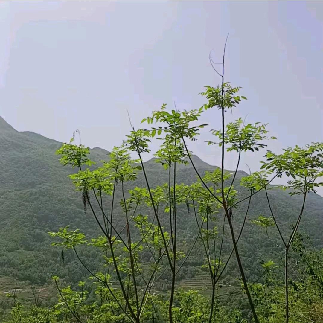 心如止水