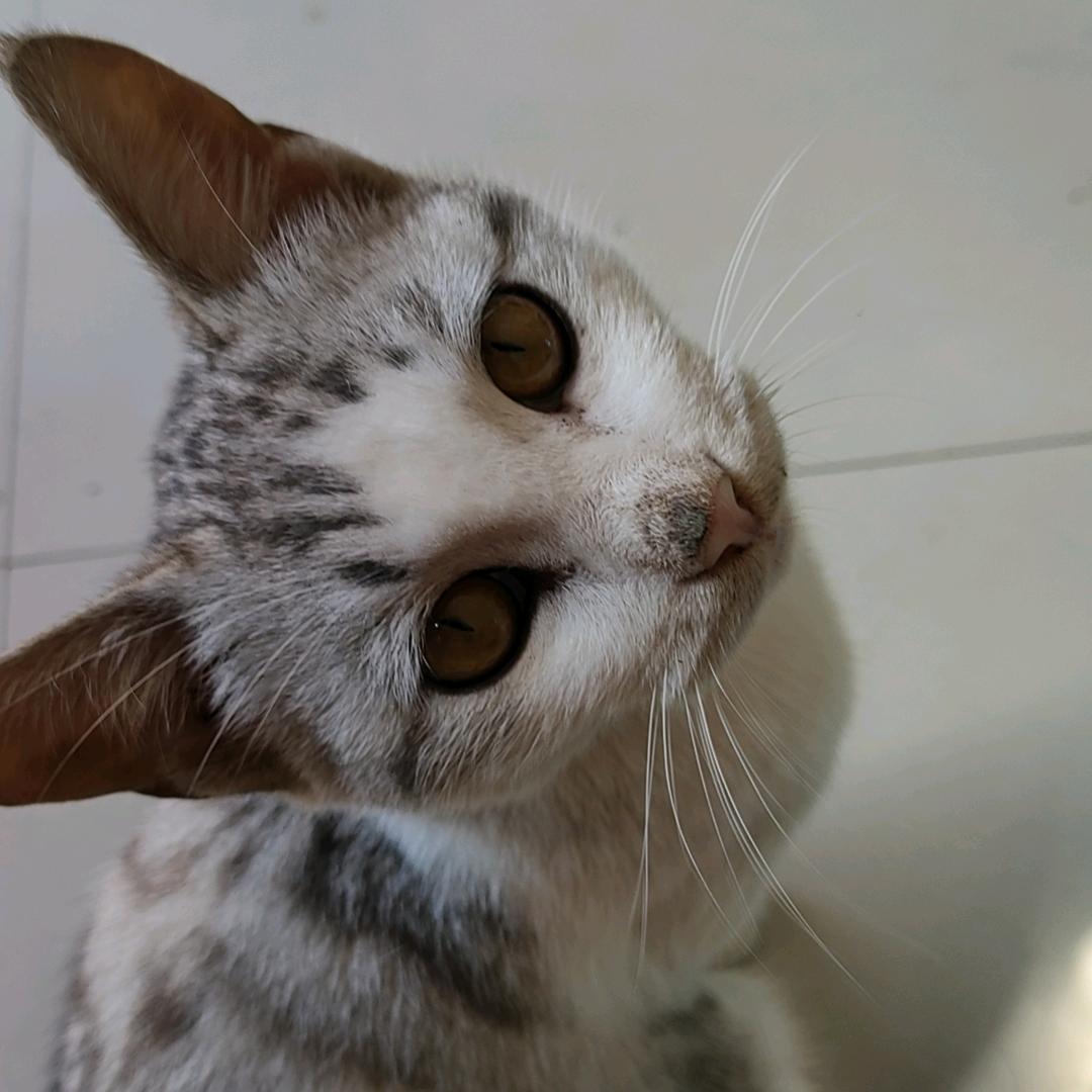 幸运之⭐