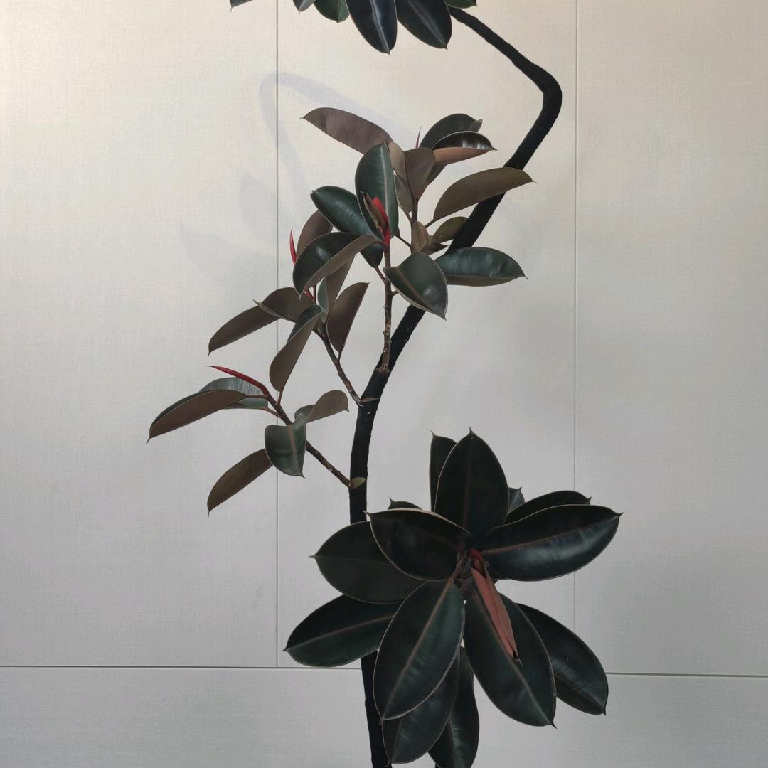 UT绿植园艺店