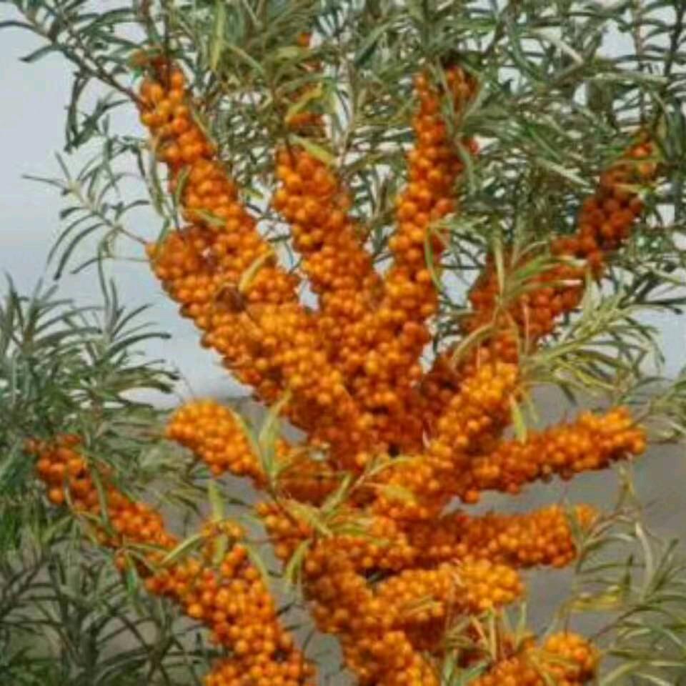 ღ᭄໑ຼ₀₂5傻💕妞💞꧔