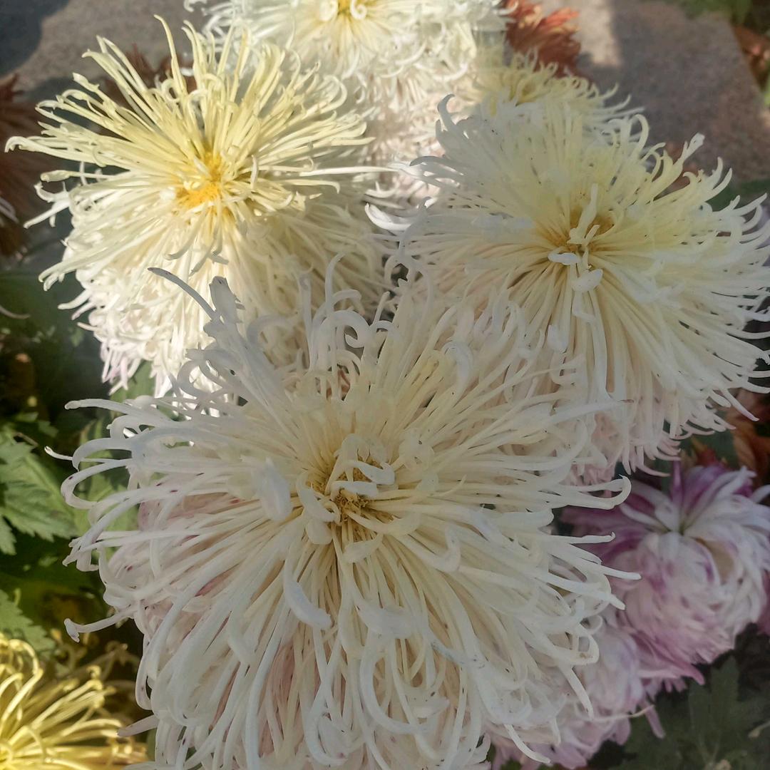 平安快乐7979594096881