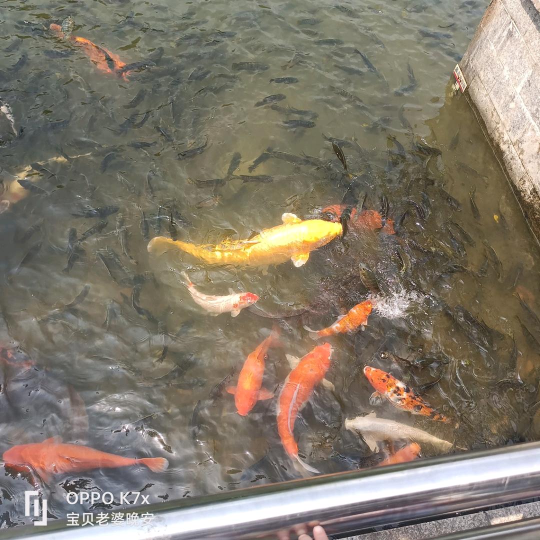 梅花香自苦寒来