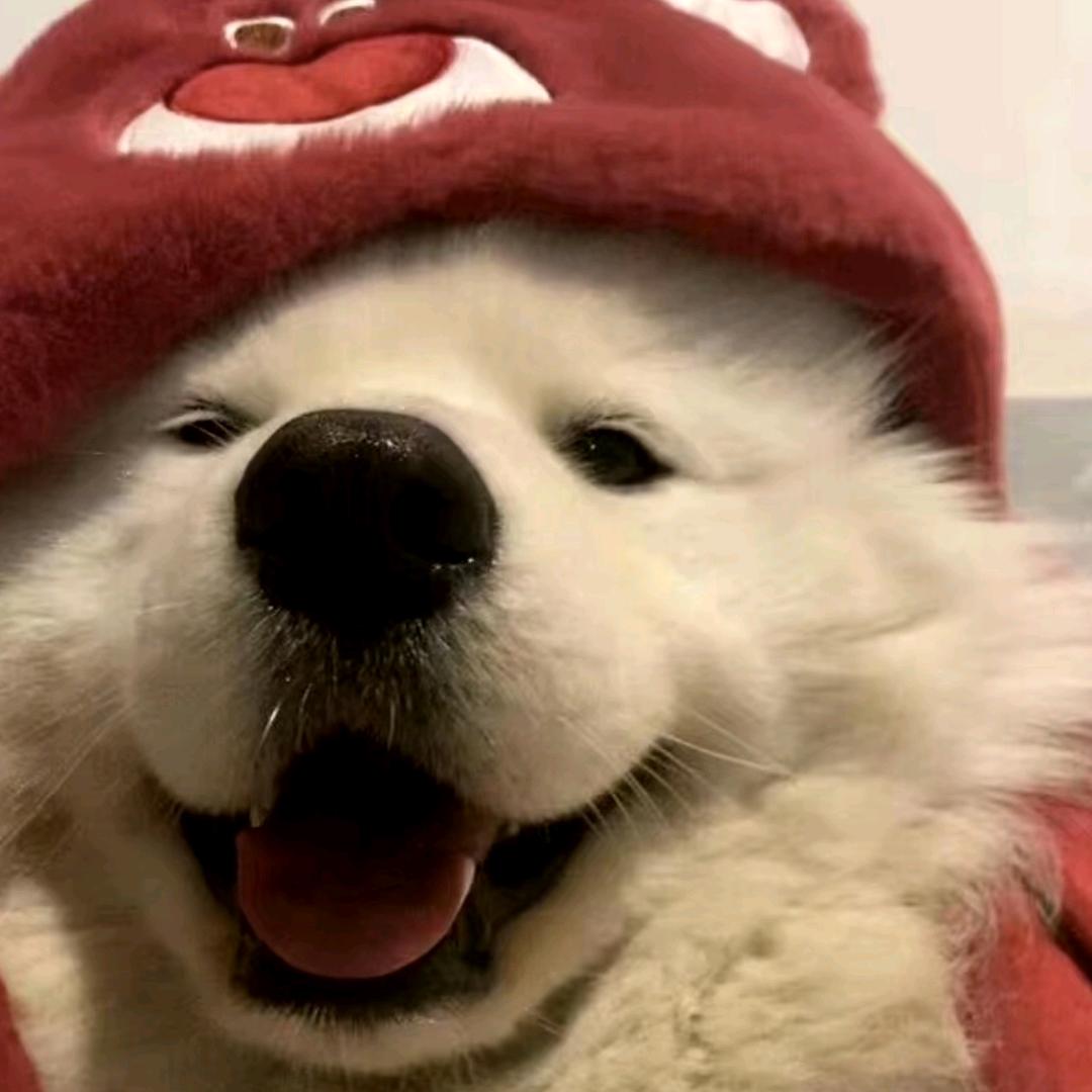 哈哈哈嘿嘿