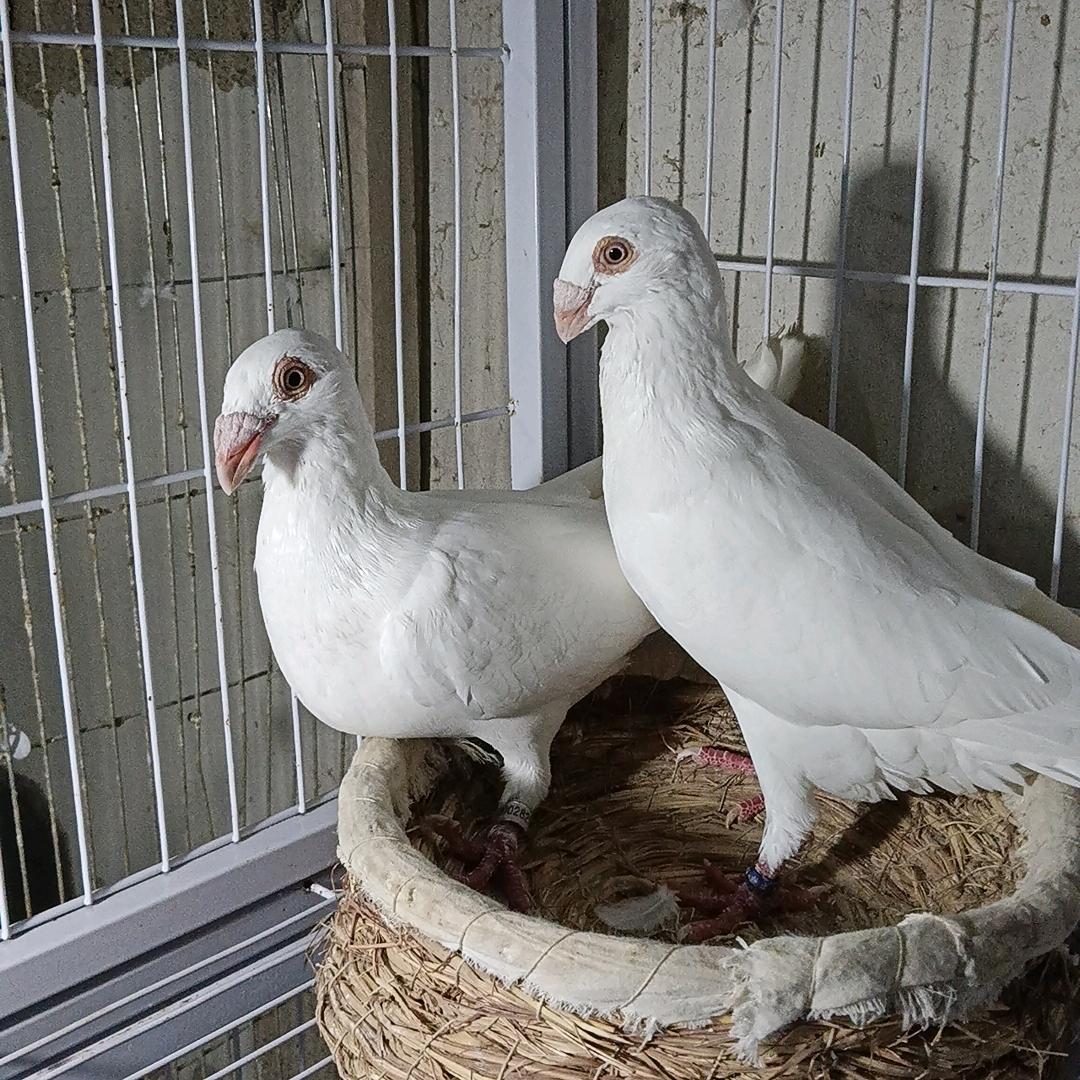 盖州爱鸽人《沙眼白》