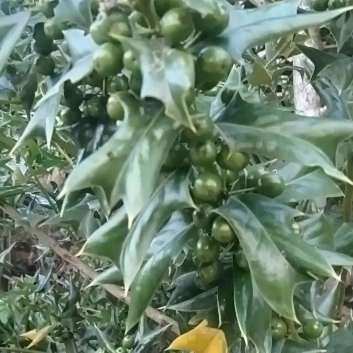 暴躁