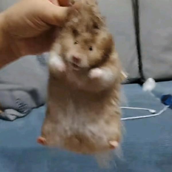 海苔小宝会开心