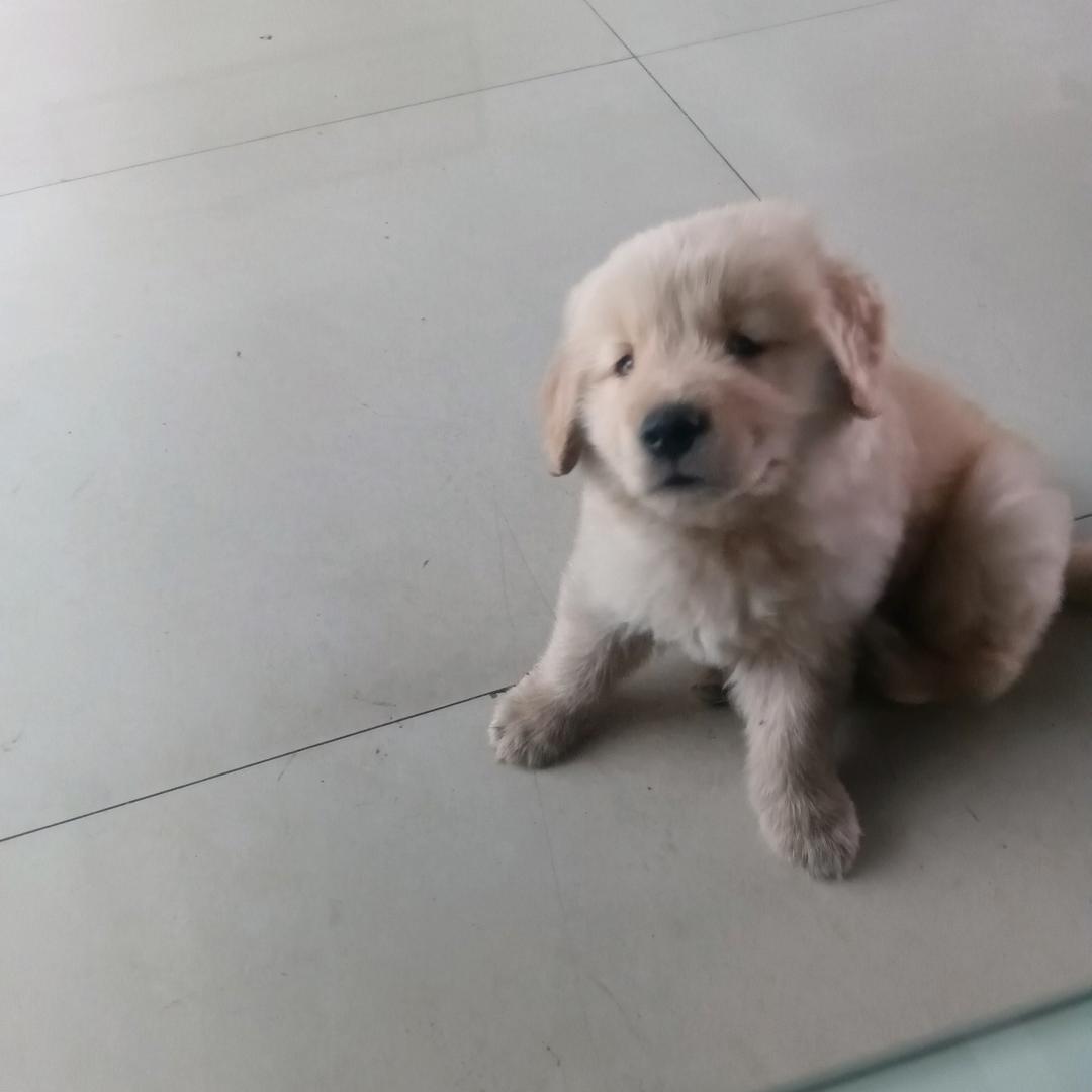 狗店长卖二手车