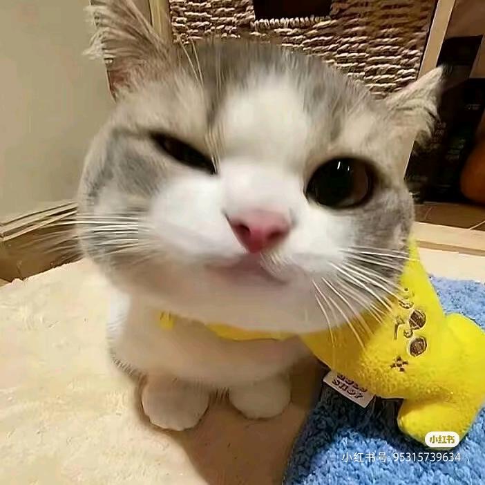 很高冷的猫猫头