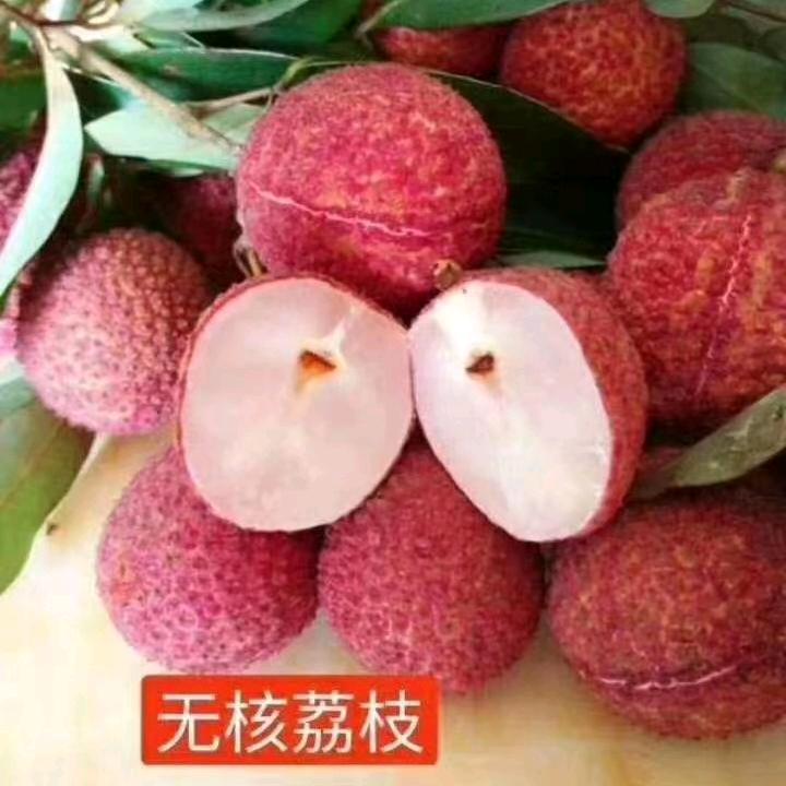 祝陆～果苗