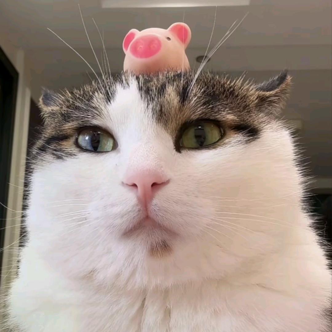 蓬松柔软小猫咪🐈🐈🐈