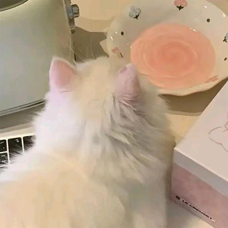 一只喵喵喵喵🐱