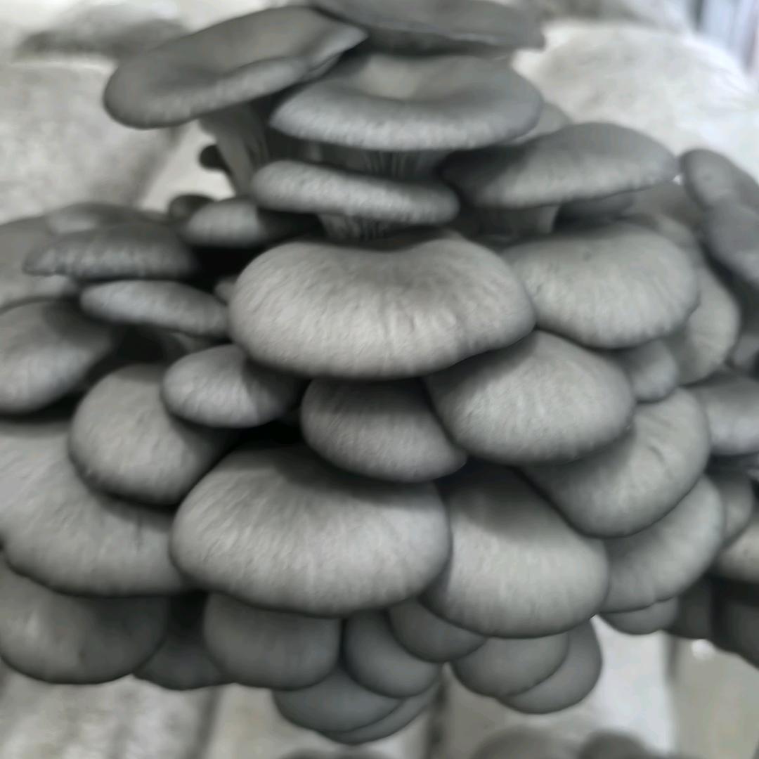 东营新润农业开发有限公司
