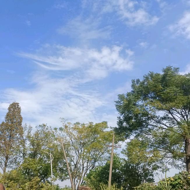 曼瑜的树