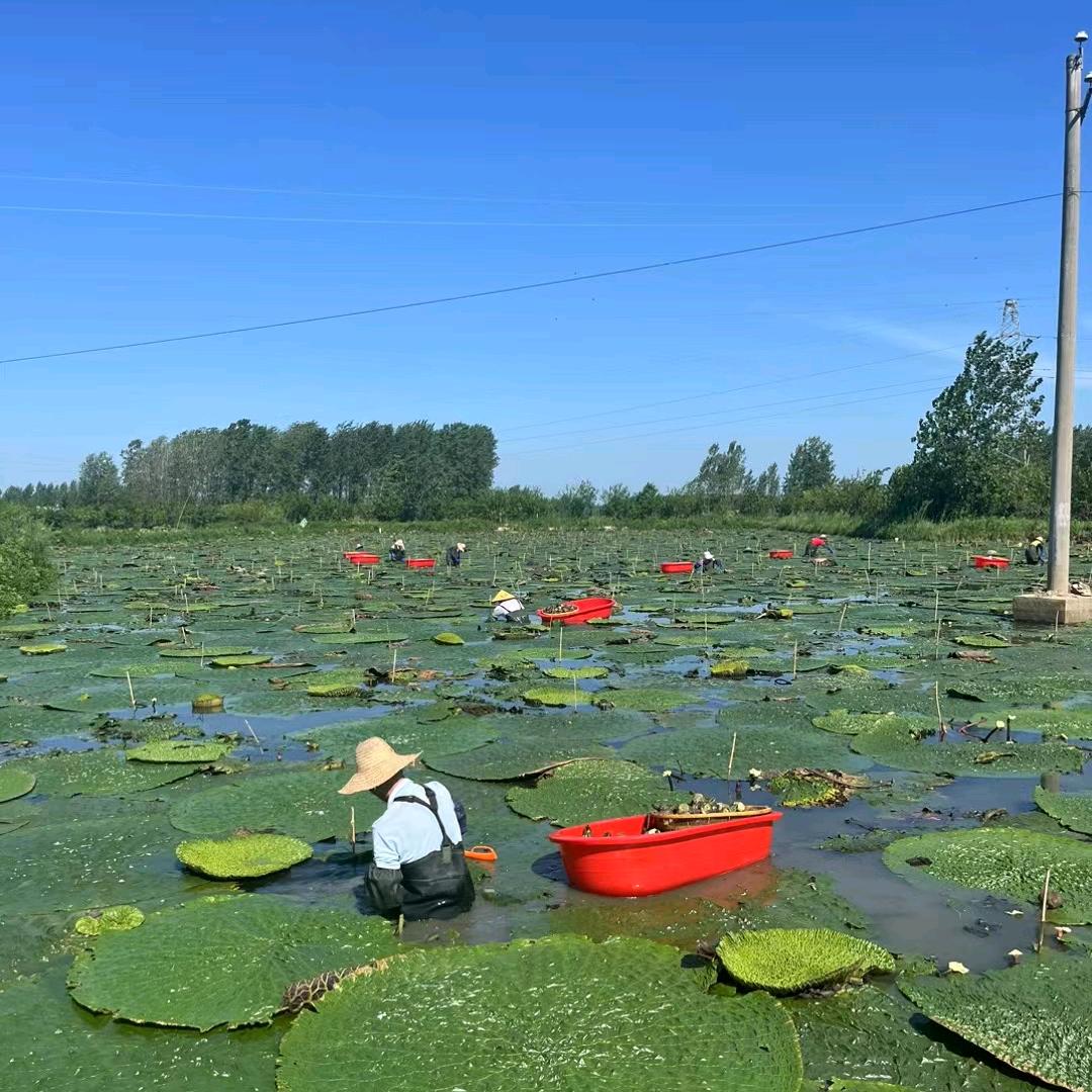 信阳大笨笨土特产