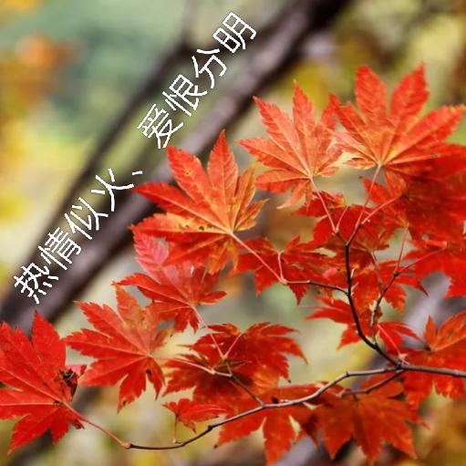 做自己的光不用太亮