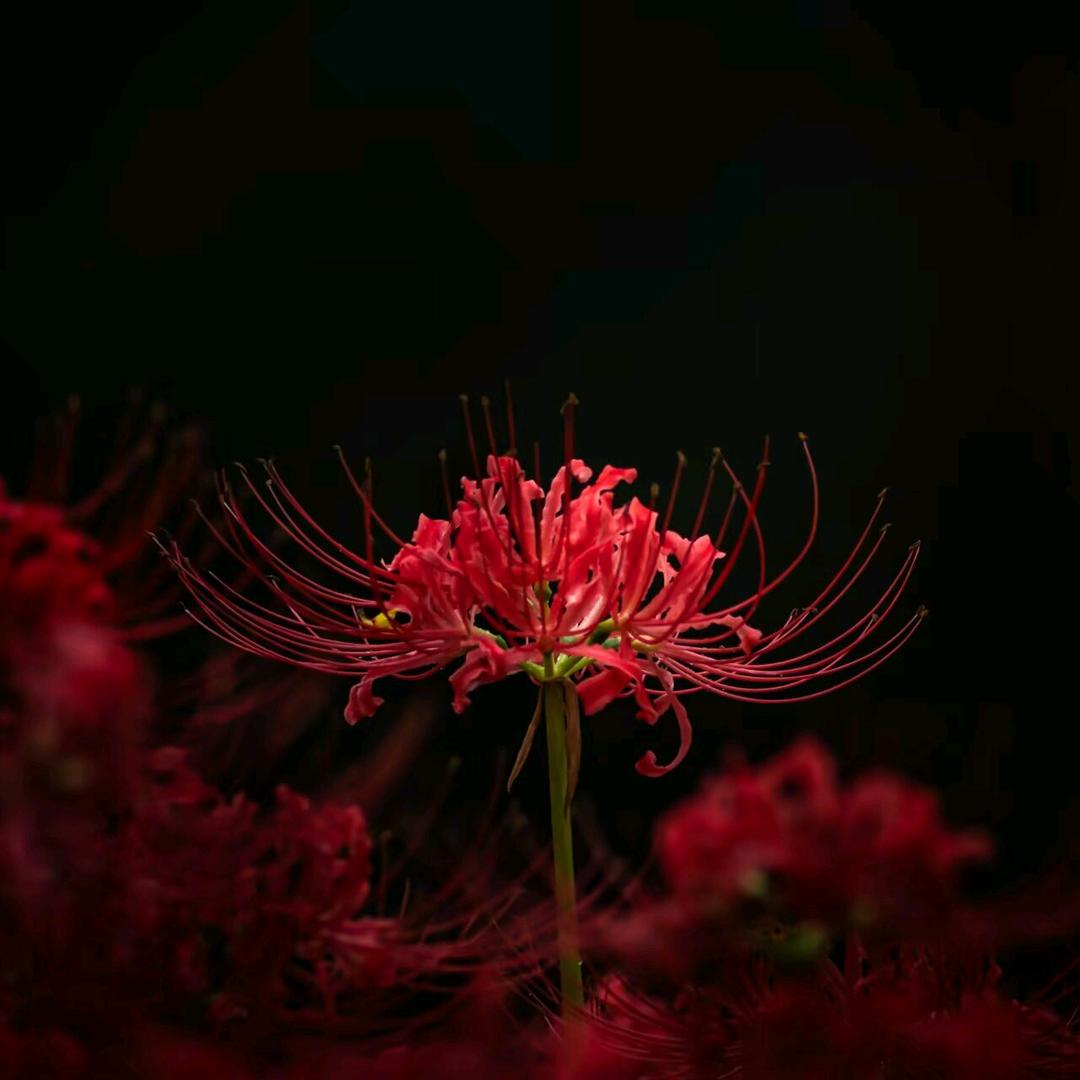 无敌（学习版）