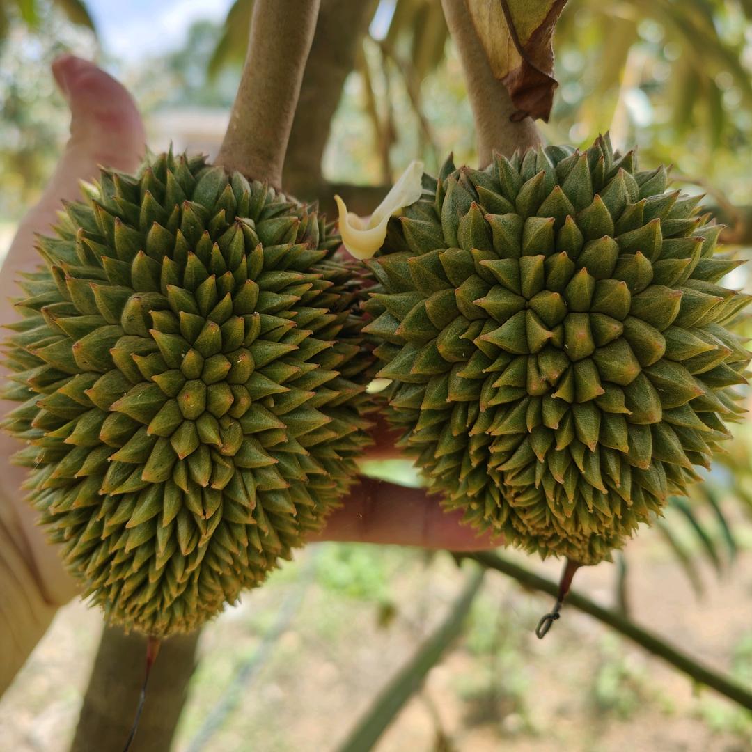 保亭众森榴莲种植