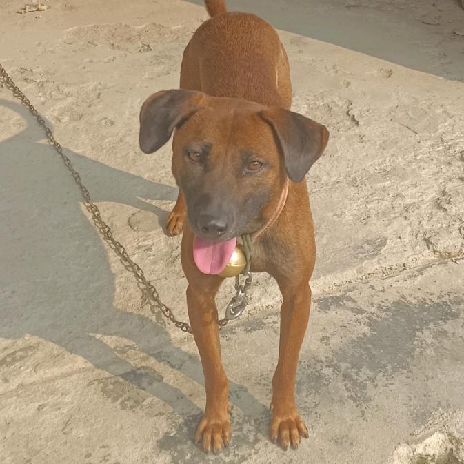 小洁园艺更名……