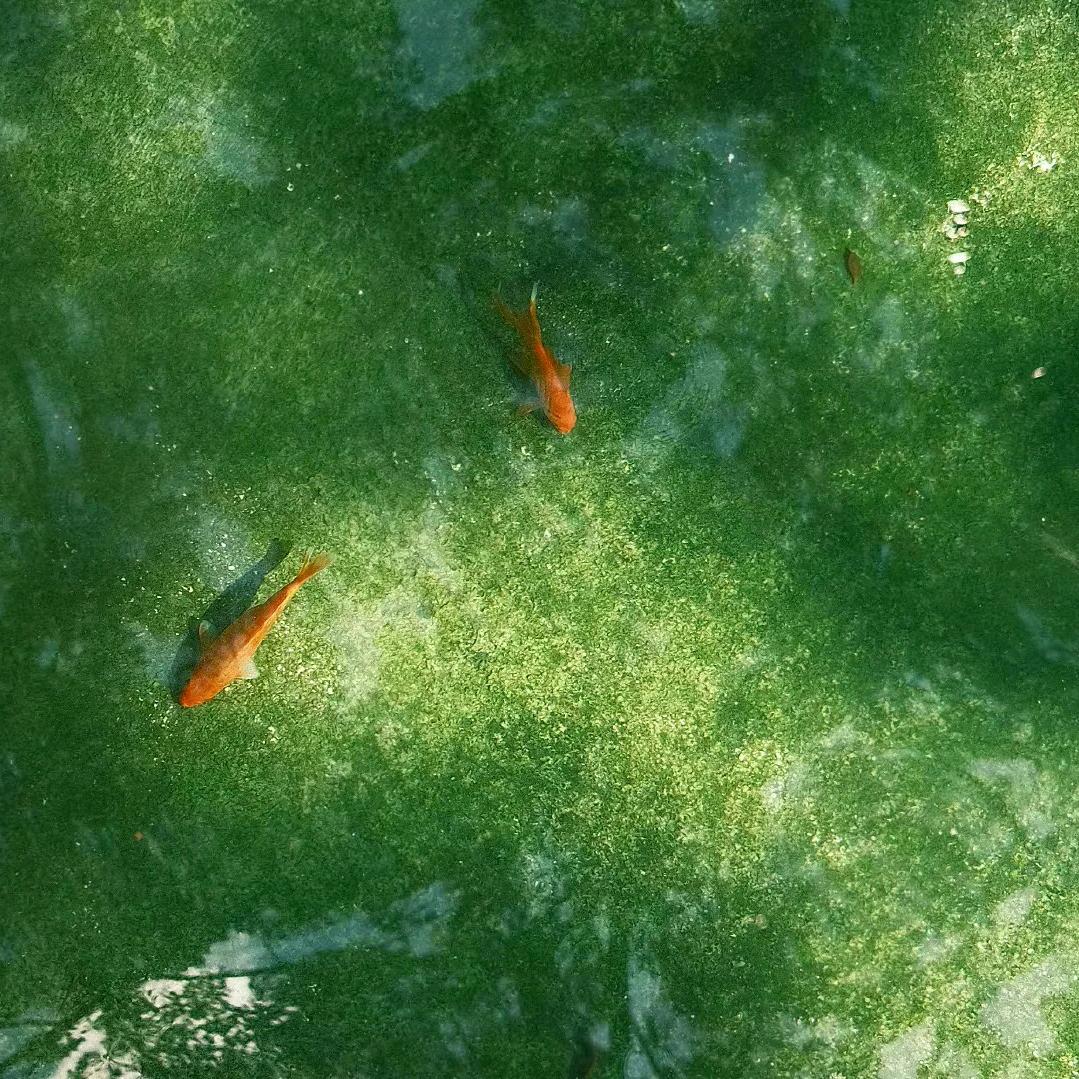 孖zoea