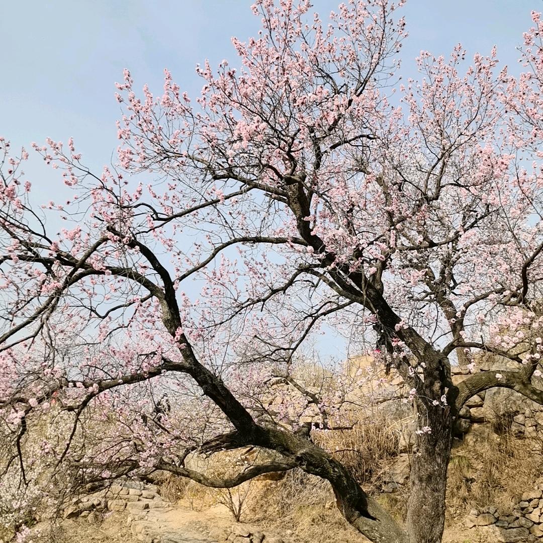 小文
