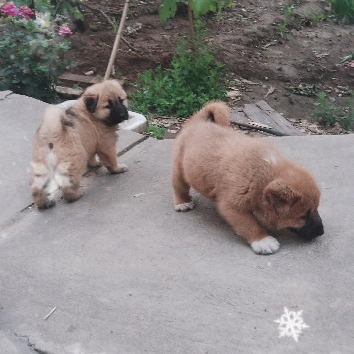 中华田园犬