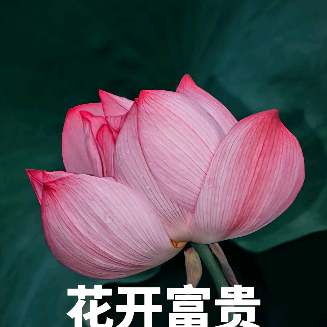 英子wY