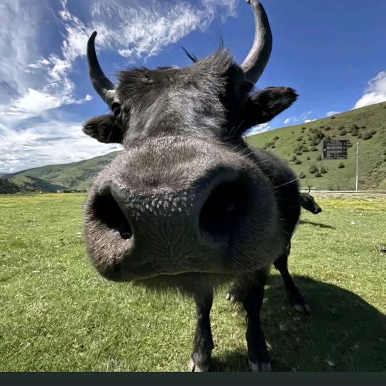 影世牛🐮