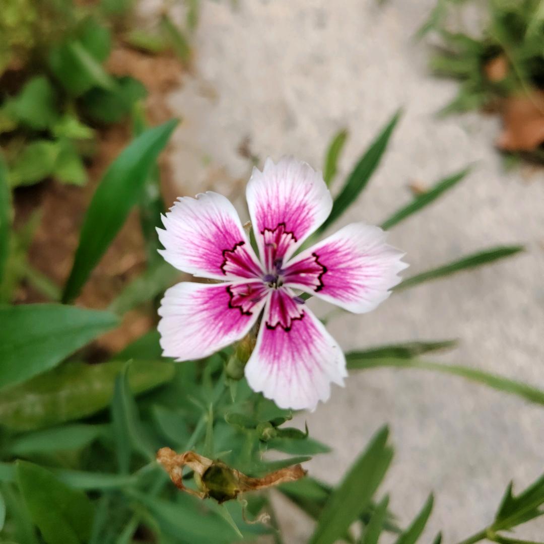 陌上花开缓缓归