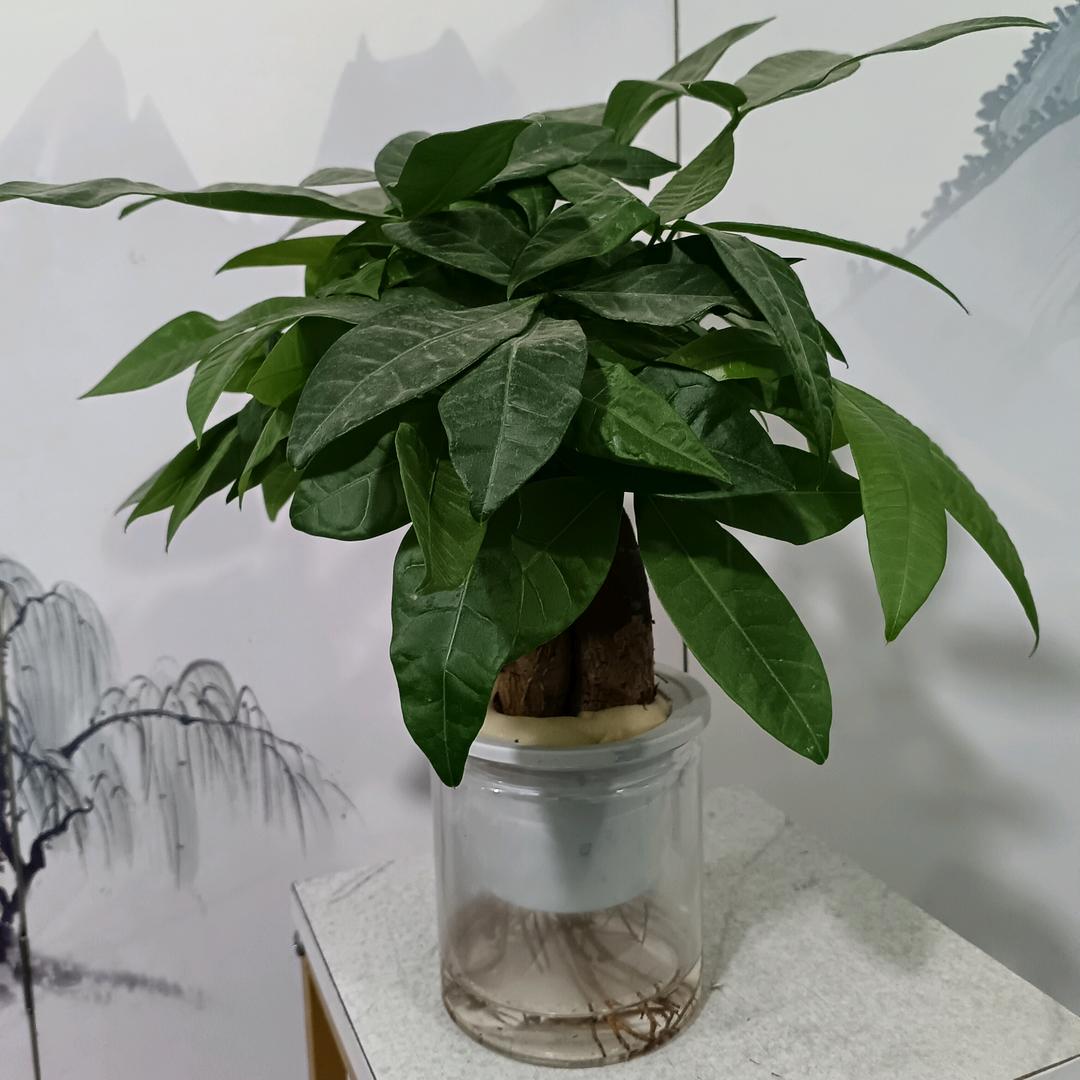 紫扬园艺