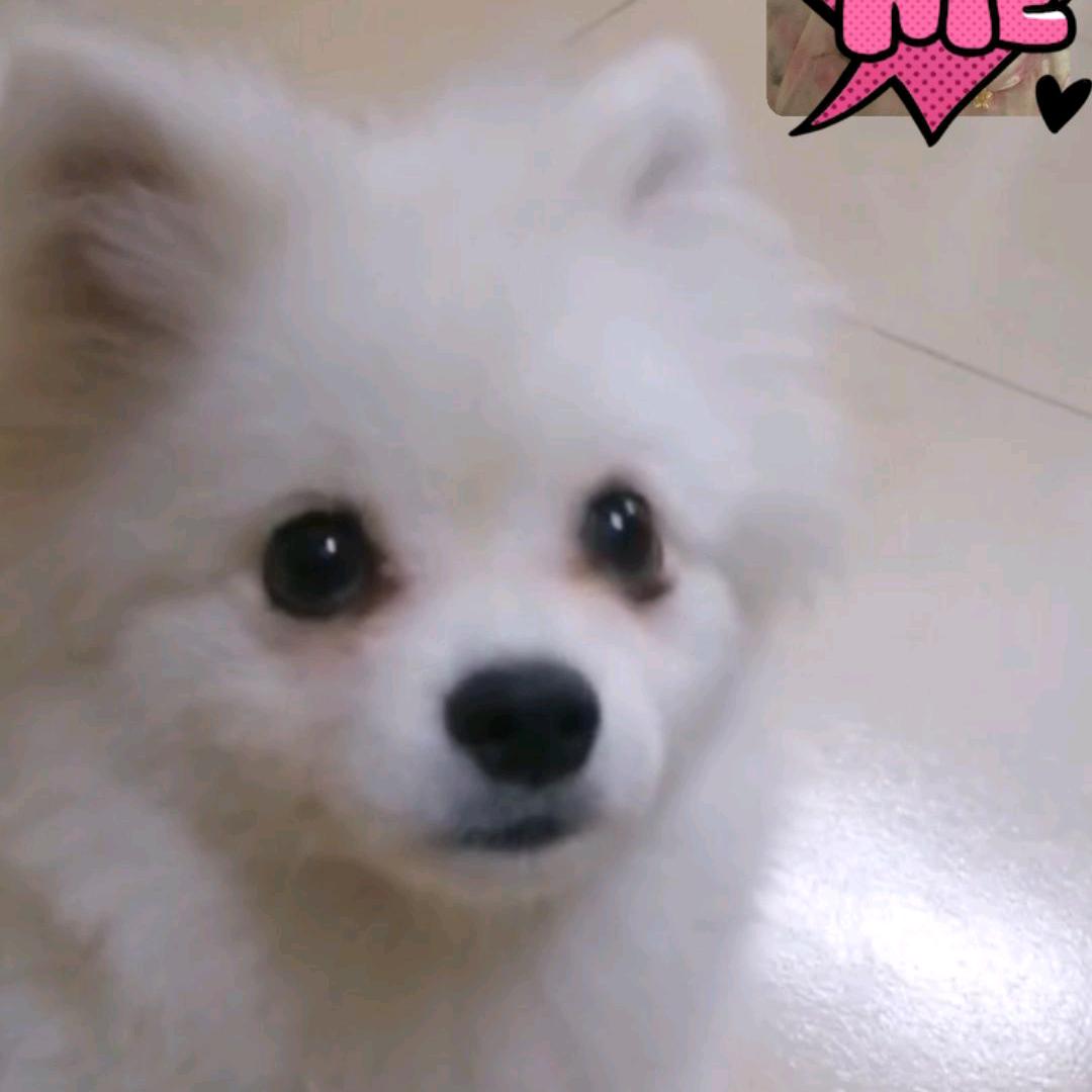 蓝精灵