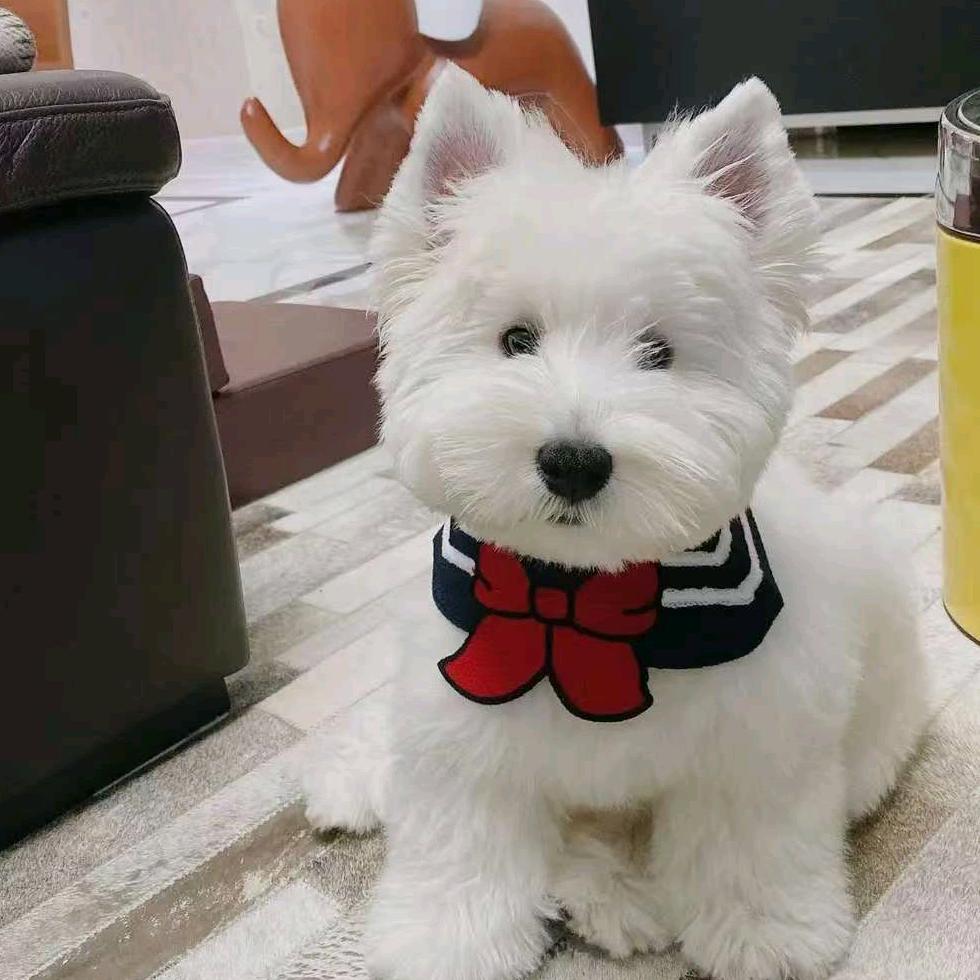 长沙市九紫顺宠物店