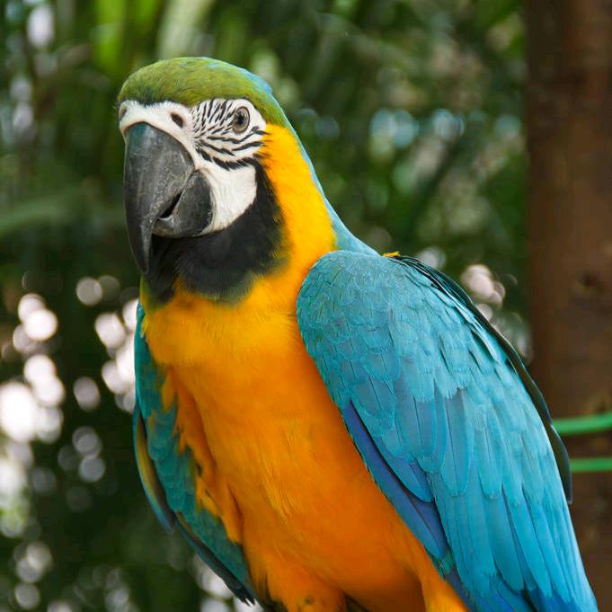 豫东鹦鹉（永城分厂）负责人～贾老板