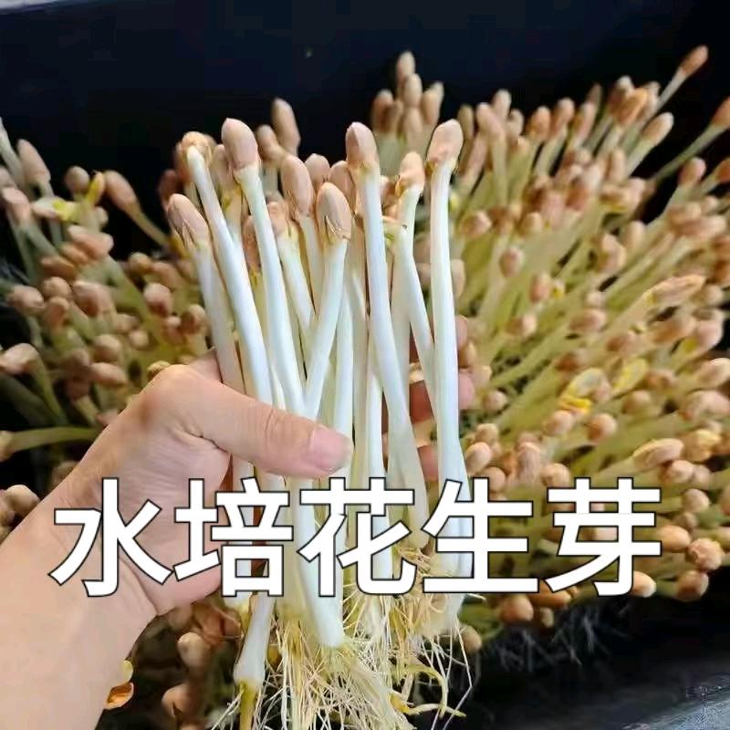 康祐花生芽