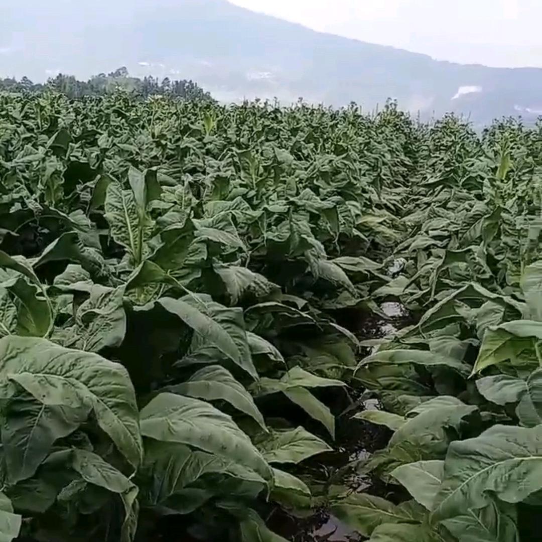 齐朵朵大红甲烟播客