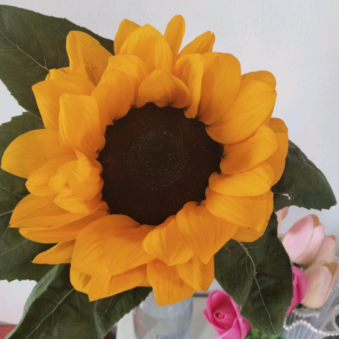 我爱重庆小面🍁🌾