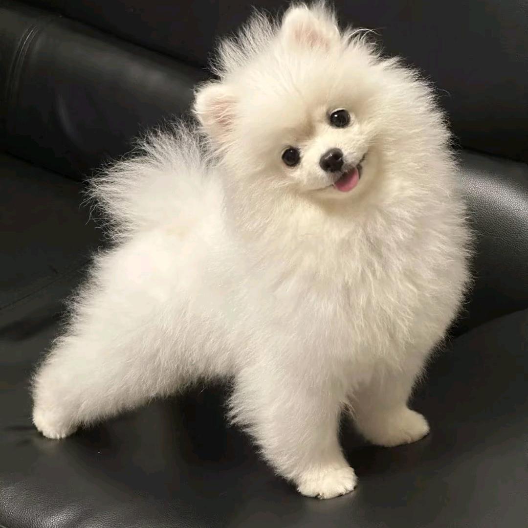 糯米狗（要🐶思聊）