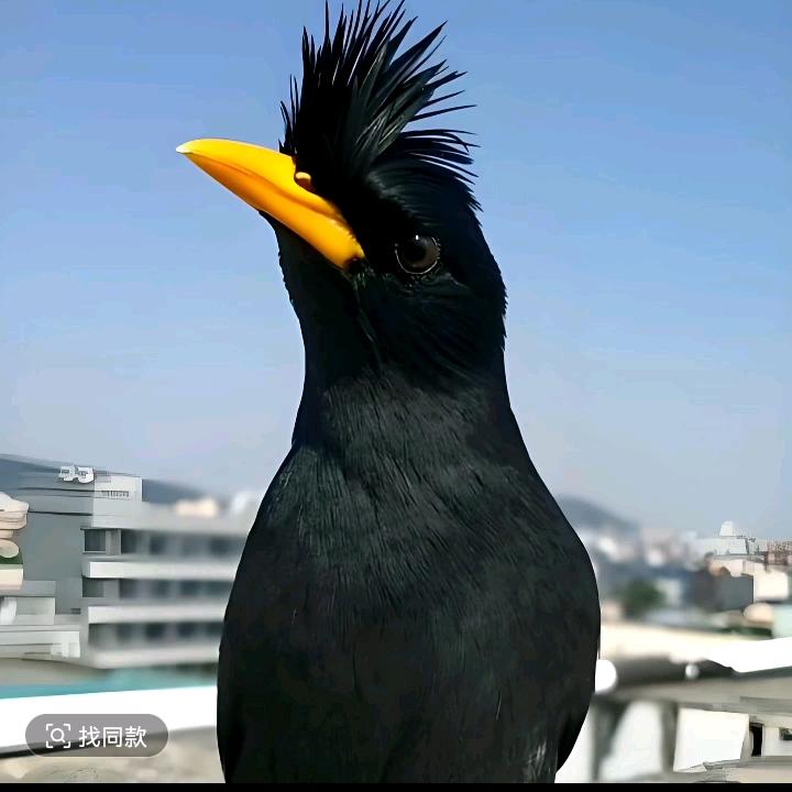 迷你短剧