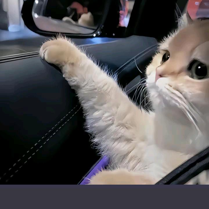 做个鱼头